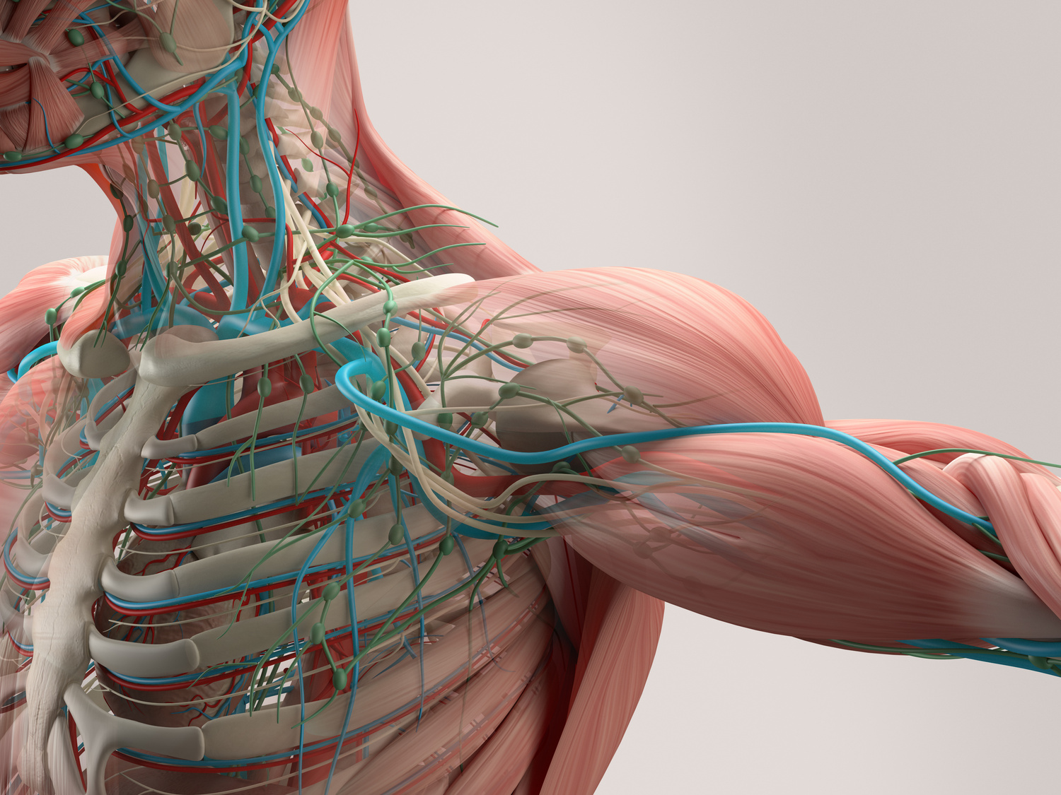 Human anatomy detail of shoulder. Muscle, bone structure, arteries.